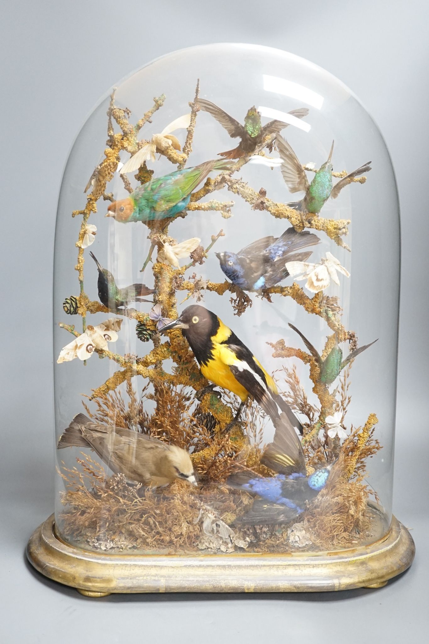 A Victorian menagerie of exotic taxidermic birds and moths, under glass dome, 50cm